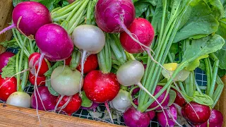 By May's end, the garden is providing us with daily bowls of fresh greens and Radishes.