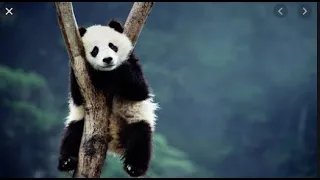 Funny animals | Funny Panda Compilation 2023 || Cute panda fails| Panda | cute panda