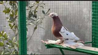 New trick lakwa wala kabbutar k lia||😱🥵 #ytshorts #pigeon #kabootar#youtubeshort🕊️ #pigeonlover #pet