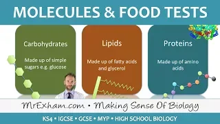 Molecules and food tests - GCSE Biology (9-1)