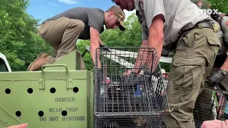 Mama bear and cubs relocated from Cades Cove