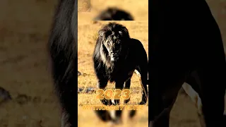 2023 black lion vs 5000 bce black lion warrior #viral #shorts