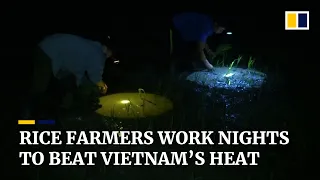 Rice farmers plant overnight to avoid Vietnam’s soaring daytime temperatures