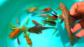 TOP Videos-Find cute balloon suckermouth, turtle, molly, koi, orinda, angel, betta, goldfifh, tetra