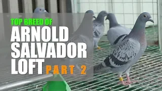 Top Breed of Press Arnold Salvador in Pigeon Racing Part 2