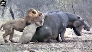 Lion Attack and Eat Hippo Alive - Animal Fighting | ATP Earth