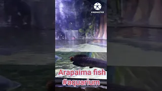 Arapaima fish #aquarium #vgpmarinekingdom #kittusamayal #arapaimafish #arapaima #shorts #ytshorts