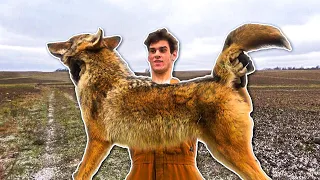 COYOTE TRAPPING! (Coyote Catch and Cook) Surprising Results!