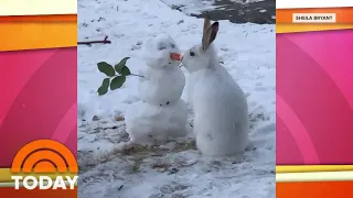 Family Who Built Snowman Surprised By A Visit From Hungry Bunny | TODAY