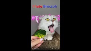 Cat reaction to  Broccoli Watch This Cute Video | Aww cute dogs and cats  #shorts