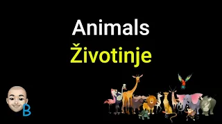 Complete Course Lesson 16 - Animals ★ Learn Serbian  #serbian #srpski #teacherboko