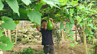 KONG harvested the first gourds on the mountain farm. Fattening pigs for the wedding