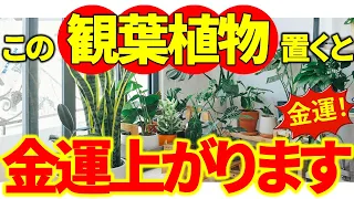 【2024年】絶対置くべき最強の観葉植物✨家にあるだけで金運が最高に上がる！《三碧木星×甲辰の年》