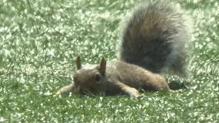 Squirrel On The Field! Runs For A "Touchdown"