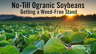 Success with No-Till Organic Soybeans: Getting That Good Weed-Free Stand