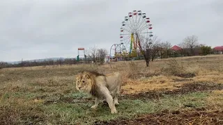 Львы Султан и Алекс УСТРОИЛИ РАЗБОРКИ, а Гирей не заходит в вольер без Султана!