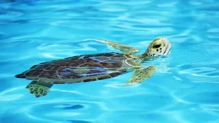Florida Travel: Visit a Working Sea Turtle Hospital in the Florida Keys