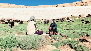 Iranian nomadic life; Grazing sheep: young nomadic couple looking for sheep