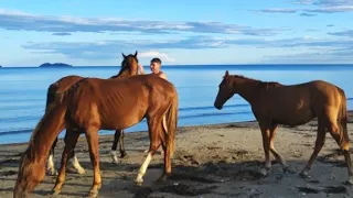 Море Рязановка Хасан удивил в хорошем смысле отдых в палатках Заброшенная база отдыха отдых в машине