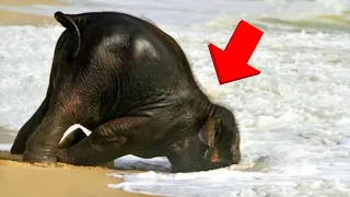 Why Do Elephants Sleep Like That? Weird Ways Animals Sleep