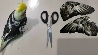 Clipping Cockatiel Bird Wings, Is it Ok?