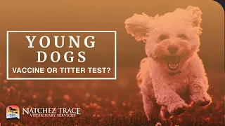 Should You Choose a Vaccine Booster or Titer Test at Your Puppy's 1-Year Follow Up Exam?