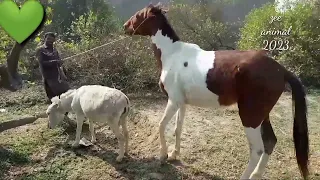 horse and donkey meeting