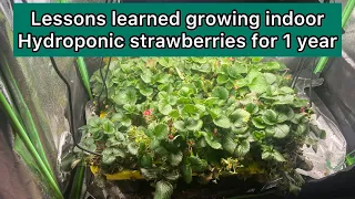 Lessons learned growing indoor strawberries for over a year