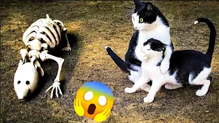 New Funniest Animals 2024 😍 Best Funny Cats and Dogs Videos 😸🐶 Part 3