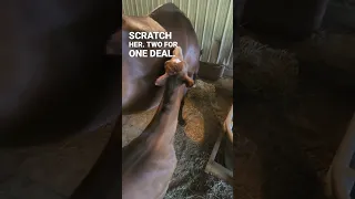 Mutual grooming is common in horses.  Job grooms mama Jane as he gets his butt scratches!