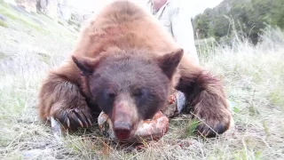 Montana Rifle Bear Hunt - Mark Hampton - MossBack