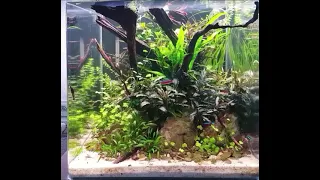 Aquascape Nano Cube