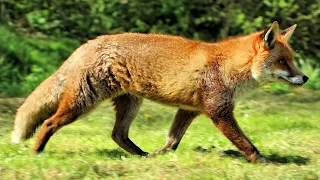 Red Fox screaming at night - Sounds like a baby!