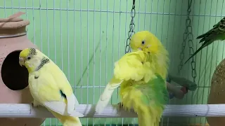 Budgie Time! - Throwing infertile egg out of the Nest