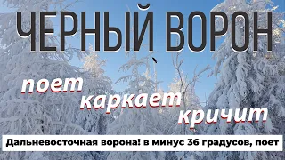 Пение птиц, ворона каркает и поет