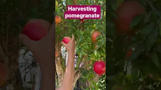 Harvesting Pomegranate!#pomegranate #plantsmakepeoplehappy #iloveplants #harvesting