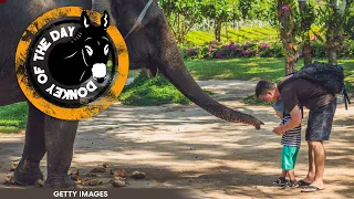 Dumb Dad Arrested After Bringing Toddler Into Elephant Habitat For Selfie Op