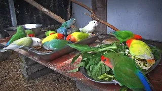 Peach-faced Lovebirds Aviary: March 2024 (Lovebird TV)