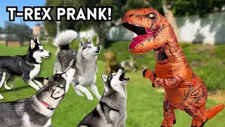 Husky Pranked By T-Rex Dinosaur Costume & Goes Crazy! Funny Dogs React!