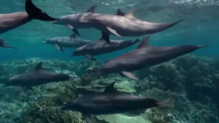 DOLPHIN REEF Clips + Trailer (2020) Disneynature