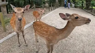 Getting chased by deer 🦌 (Nara Park, Japan)