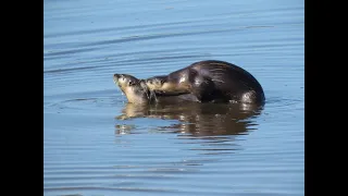 How do River Otters Make Babies?