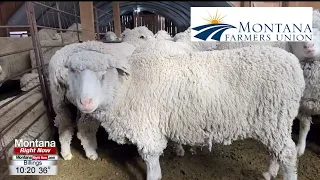 Sheep Shearing Season in the Treasure State