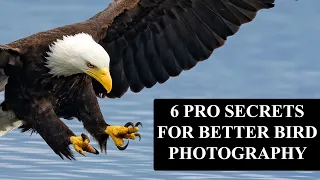 6 Pro Secrets for Better Bird Photography with Sony Mirrorless Cameras