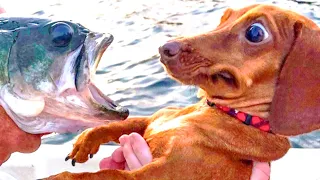 Dog and Cat Reaction to Fish - Funny Animal Reaction Videos