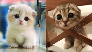 Cute And Funny Cat Videos Compilation #18 | Only Cats •