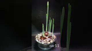 Paperwhite Bulbs Growing Time Lapse