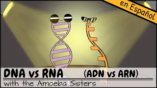 ADN vs ARN
