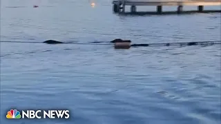 Texas Girl Scout troop escapes alligator during lake swim