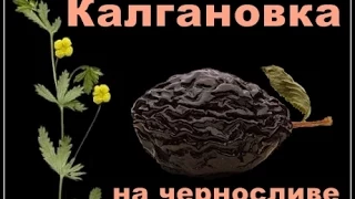 Самогонщик Тимофей. Калгановка на черносливе. Настойка.